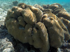 Rough Star Coral
